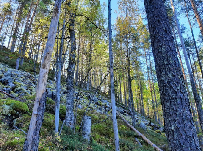Jyrkkä kivinen rinne ja kitukasvuista puustoa