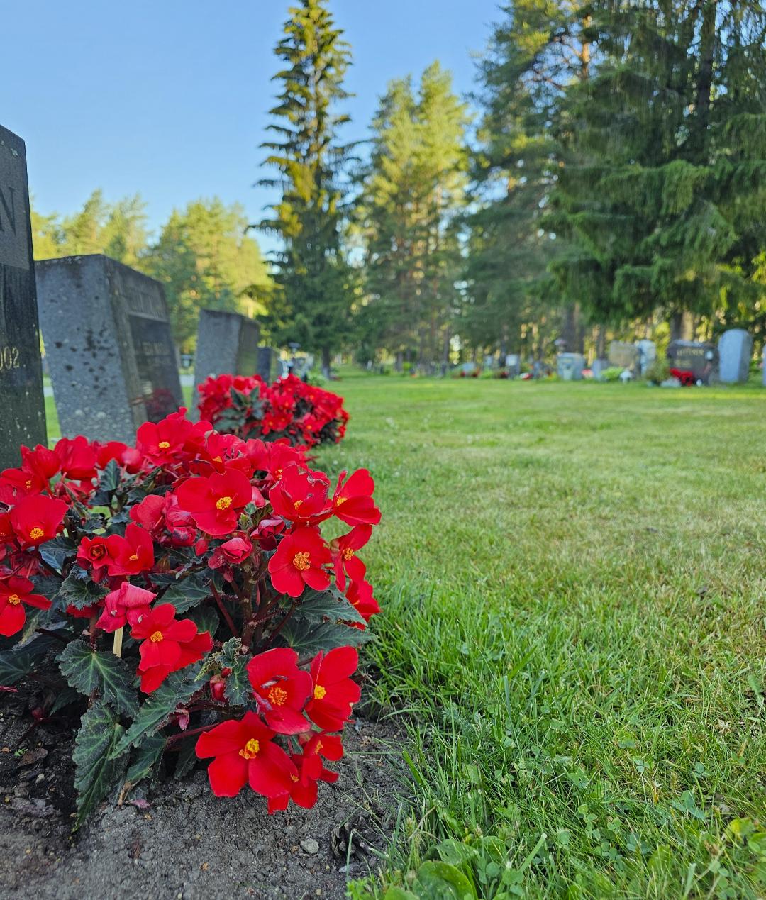 Kuvassa paistaa aurinko. Hautakiviä ja kauniita kukkia rivissään. Linkki vie hauta- ja puistotoimen sivuille.